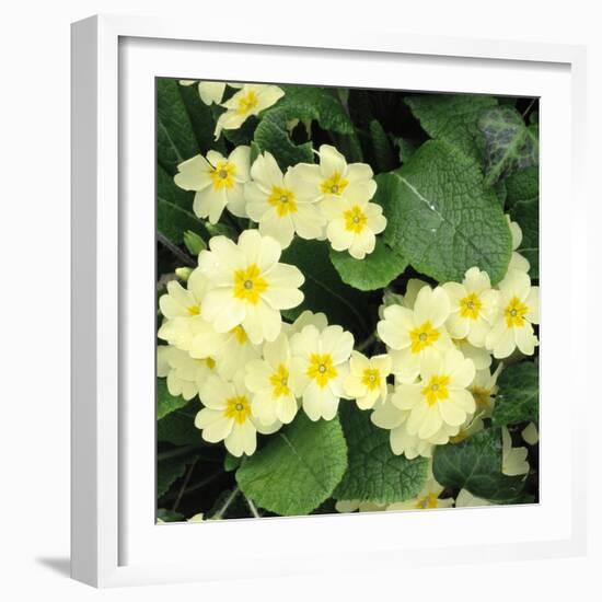 Primroses Spring-null-Framed Photographic Print