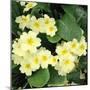 Primroses Spring-null-Mounted Photographic Print