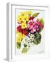 Primroses, White, Yellow, Pink and Red, 2000-Joan Thewsey-Framed Giclee Print