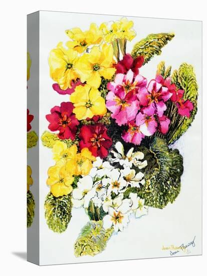 Primroses, White, Yellow, Pink and Red, 2000-Joan Thewsey-Stretched Canvas
