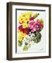 Primroses, White, Yellow, Pink and Red, 2000-Joan Thewsey-Framed Giclee Print