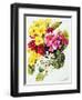 Primroses, White, Yellow, Pink and Red, 2000-Joan Thewsey-Framed Giclee Print