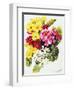 Primroses, White, Yellow, Pink and Red, 2000-Joan Thewsey-Framed Giclee Print