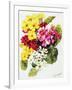 Primroses, White, Yellow, Pink and Red, 2000-Joan Thewsey-Framed Giclee Print