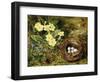 Primroses with a Bird's Nest-H. Bernard Grey-Framed Giclee Print