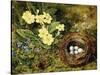 Primroses with a Bird's Nest-H. Bernard Grey-Stretched Canvas