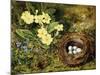 Primroses with a Bird's Nest-H. Bernard Grey-Mounted Giclee Print