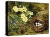 Primroses with a Bird's Nest-H. Bernard Grey-Stretched Canvas