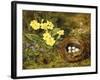 Primroses with a Bird's Nest-H. Barnard Grey-Framed Giclee Print