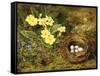 Primroses with a Bird's Nest-H. Barnard Grey-Framed Stretched Canvas