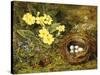 Primroses with a Bird's Nest-H. Barnard Grey-Stretched Canvas