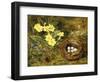 Primroses with a Bird's Nest-H. Barnard Grey-Framed Giclee Print