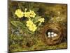 Primroses with a Bird's Nest-H. Barnard Grey-Mounted Giclee Print