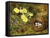 Primroses with a Bird's Nest-H. Barnard Grey-Framed Stretched Canvas