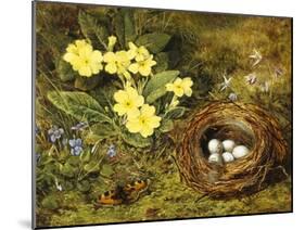 Primroses with a Bird's Nest-H. Barnard Grey-Mounted Giclee Print