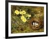 Primroses with a Bird's Nest-H. Barnard Grey-Framed Giclee Print