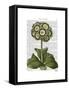 Primula Auricula Blue-Fab Funky-Framed Stretched Canvas