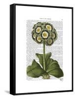 Primula Auricula Blue-Fab Funky-Framed Stretched Canvas