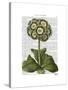 Primula Auricula Blue-Fab Funky-Stretched Canvas