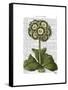 Primula Auricula Blue-Fab Funky-Framed Stretched Canvas