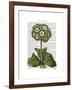 Primula Auricula Blue-Fab Funky-Framed Art Print