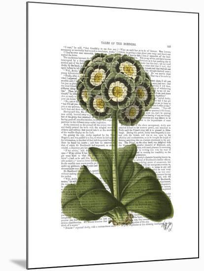 Primula Auricula Blue-Fab Funky-Mounted Art Print