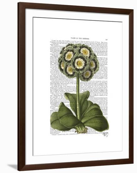 Primula Auricula Blue-Fab Funky-Framed Art Print