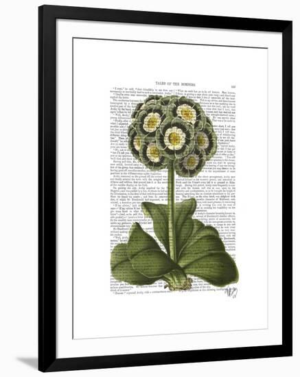 Primula Auricula Blue-Fab Funky-Framed Art Print