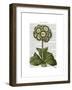 Primula Auricula Blue-Fab Funky-Framed Art Print