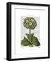 Primula Auricula Blue-Fab Funky-Framed Art Print