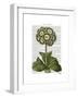 Primula Auricula Blue-Fab Funky-Framed Art Print