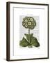 Primula Auricula Blue-Fab Funky-Framed Art Print