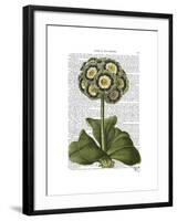 Primula Auricula Blue-Fab Funky-Framed Art Print