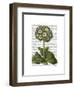 Primula Auricula Blue-Fab Funky-Framed Art Print