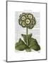 Primula Auricula Blue-Fab Funky-Mounted Art Print