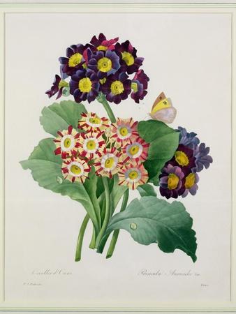 https://imgc.allpostersimages.com/img/posters/primula-auricula-engraved-by-victor-from-choix-des-plus-belles-fleurs-1827_u-L-Q1HHQU70.jpg?artPerspective=n