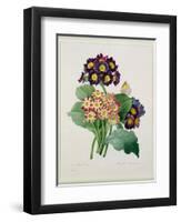 Primula Auricula, Engraved by Victor, from 'Choix Des Plus Belles Fleurs', 1827-Pierre-Joseph Redouté-Framed Giclee Print