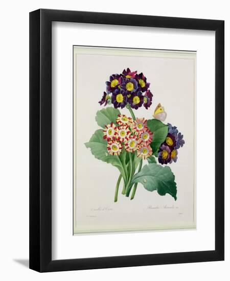 Primula Auricula, Engraved by Victor, from 'Choix Des Plus Belles Fleurs', 1827-Pierre-Joseph Redouté-Framed Giclee Print