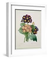 Primula Auricula, Engraved by Victor, from 'Choix Des Plus Belles Fleurs', 1827-Pierre-Joseph Redouté-Framed Giclee Print