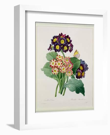 Primula Auricula, Engraved by Victor, from 'Choix Des Plus Belles Fleurs', 1827-Pierre-Joseph Redouté-Framed Giclee Print