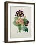 Primula Auricula, Engraved by Victor, from 'Choix Des Plus Belles Fleurs', 1827-Pierre-Joseph Redouté-Framed Giclee Print