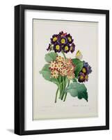 Primula Auricula, Engraved by Victor, from 'Choix Des Plus Belles Fleurs', 1827-Pierre-Joseph Redouté-Framed Giclee Print