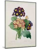 Primula Auricula, Engraved by Victor, from 'Choix Des Plus Belles Fleurs', 1827-Pierre-Joseph Redouté-Mounted Giclee Print