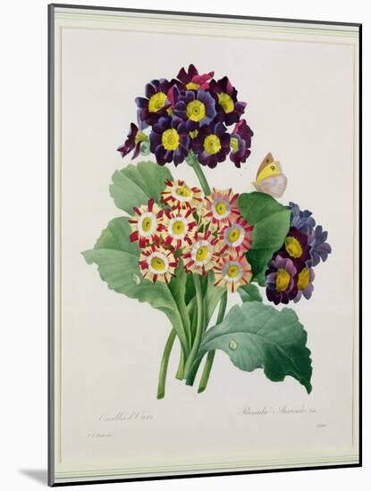 Primula Auricula, Engraved by Victor, from 'Choix Des Plus Belles Fleurs', 1827-Pierre-Joseph Redouté-Mounted Giclee Print