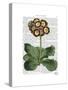 Primula Auricula Red-Fab Funky-Stretched Canvas