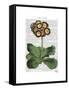 Primula Auricula Red-Fab Funky-Framed Stretched Canvas