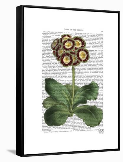 Primula Auricula Red-Fab Funky-Framed Stretched Canvas