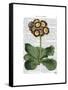 Primula Auricula Red-Fab Funky-Framed Stretched Canvas