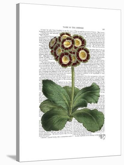 Primula Auricula Red-Fab Funky-Stretched Canvas