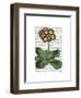 Primula Auricula Red-Fab Funky-Framed Art Print